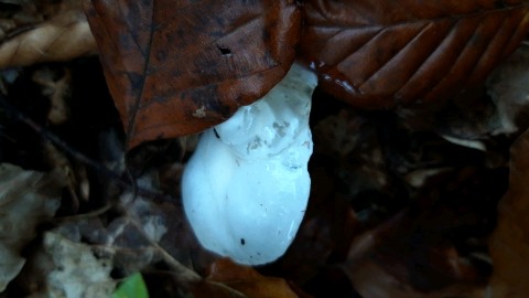 Hygrophorus cossus