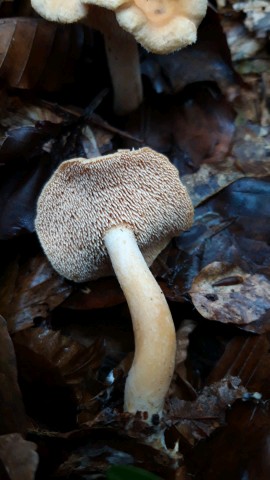 Hydnum umbilicatum