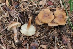 Inocybe assimilata
