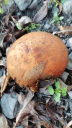 Pholiota conissans