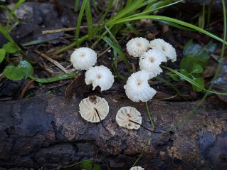 Marasmius wettsteinii