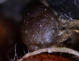 Boudiera areolata