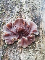 Auricularia mesenterica