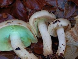 Pholiota elegans