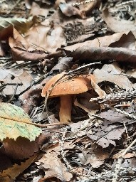 Chalciporus piperatus