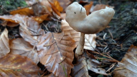 Helvella elastica