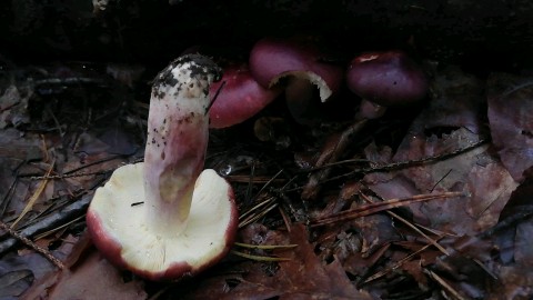 Russula