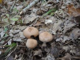 Cortinarius torvus