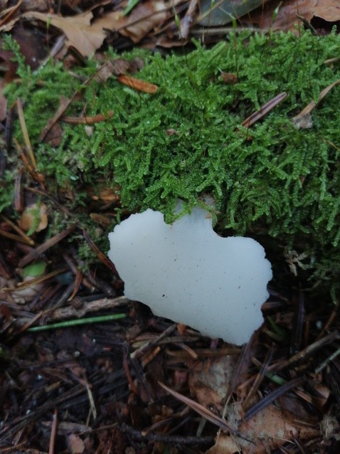 Pseudohydnum gelatinosum