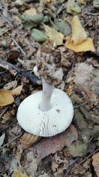 Amanita vaginata