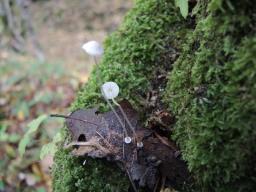 Mycena stylobates