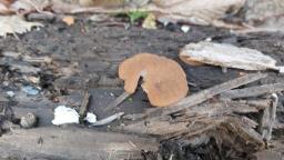 Neogyromitra parma