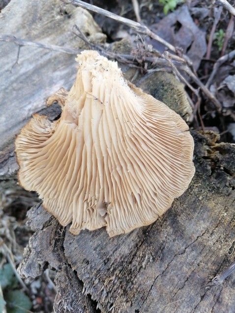 Pleurotus ostreatus