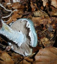 Stropharia aeruginosa