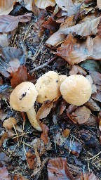 Suillus bovinus