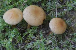 Agrocybe pediades