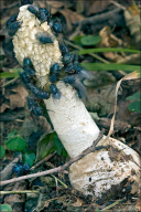 Phallus impudicus
