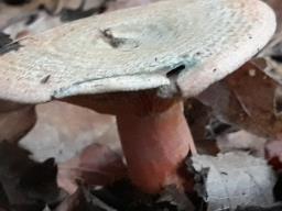 Lactarius deterrimus