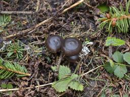 Mycena flos-nivium