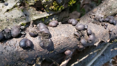 Daldinia concentrica