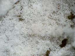 Mycogone calospora