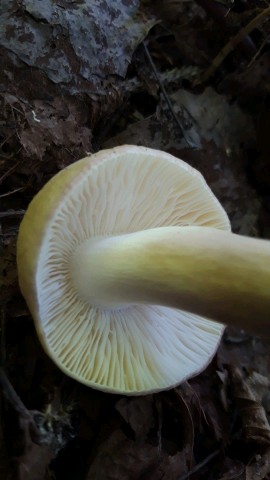 Russula violeipes