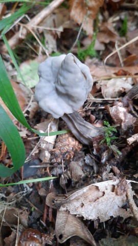 Helvella lacunosa