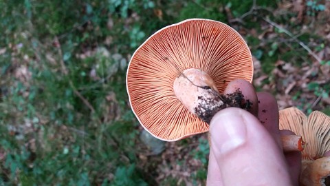 Lactarius semisanguifluus