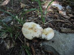 Russula maculata