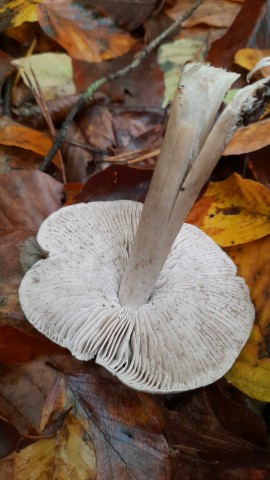 Tricholoma sciodes