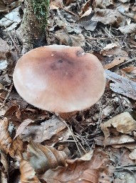 Tricholoma pseudonictitans