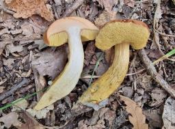 Aureoboletus moravicus