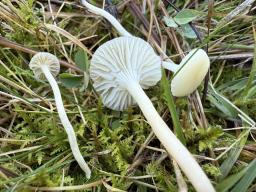 Cuphophyllus russocoriaceus