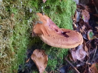 Fistulina hepatica