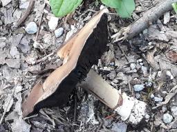 Agaricus bitorquis