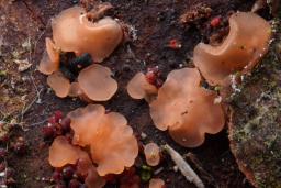 Orbilia aurantiorubra