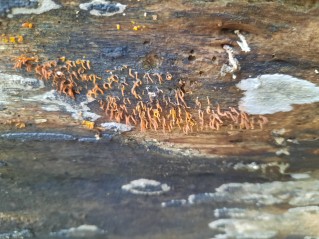 Calocera cornea