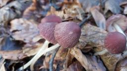 Psathyrella bipellis