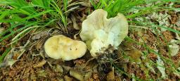 Calocybe gambosa