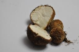 Lycoperdon echinatum