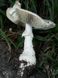 Amanita echinocephala