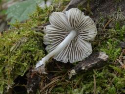 Mycena niveipes