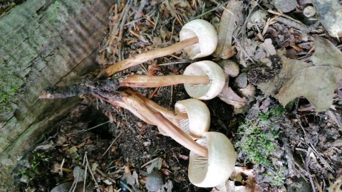 Gymnopus fusipes