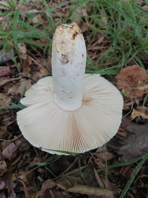 Russula virescens