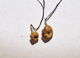 Marasmius bulliardii