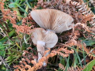 Lactarius picinus