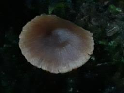 Cortinarius flexipes