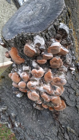 Phellinus pomaceus