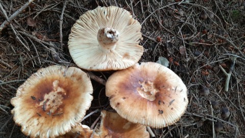 Russula subfoetens