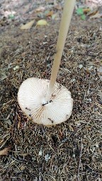 Hymenopellis radicata